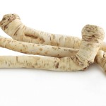 roots of horseradish as spicy vegetable